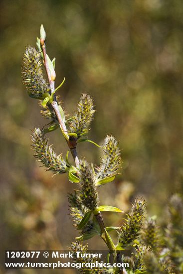 MacKenzie's Willow female catkins
