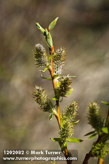 MacKenzie's Willow female catkins