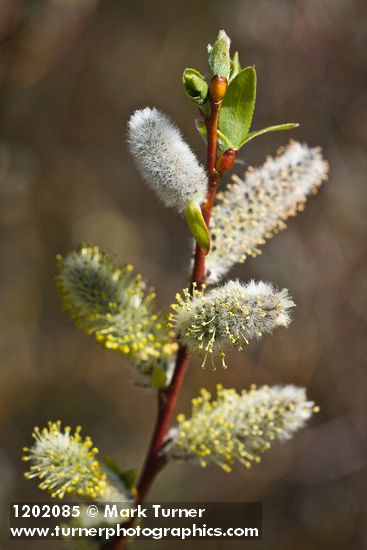 MacKenzie's Willow male catkins