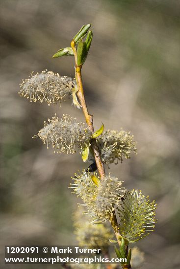 MacKenzie's Willow male catkins