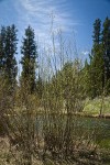 Willow at edge of stream