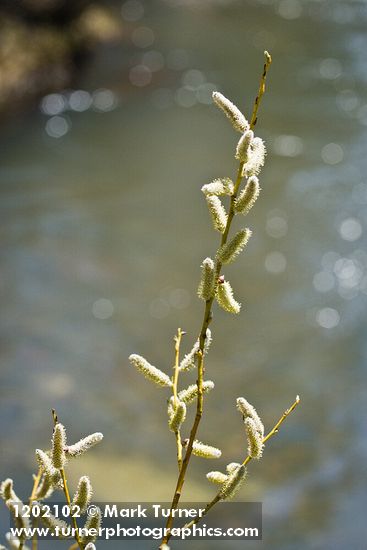 Lemmon's Willow male catkins