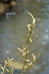 Lemmon's Willow male catkins