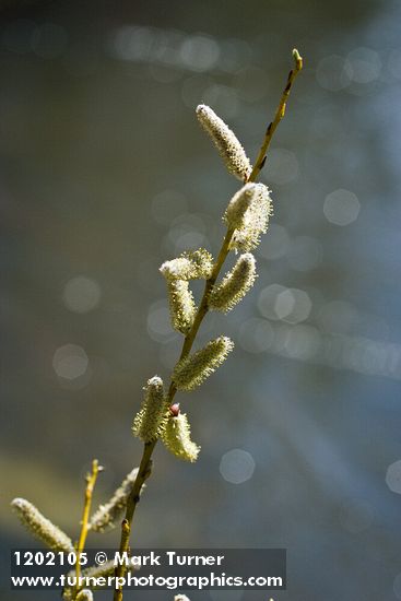 Lemmon's Willow male catkins
