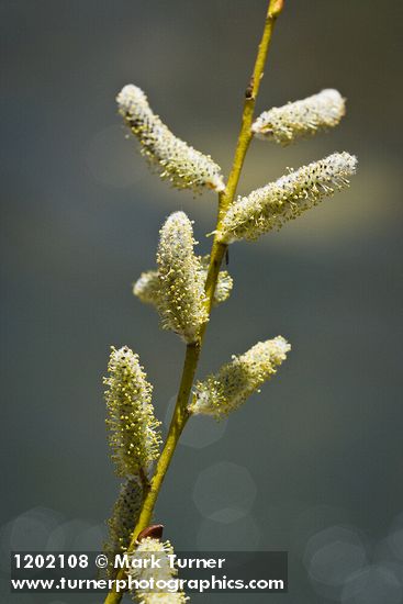 Lemmon's Willow male catkins