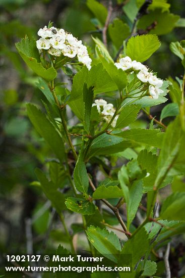 Castlegar Hawthorn blossoms & foliage