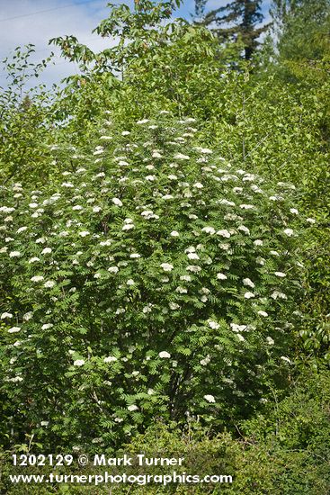 European Mountain-ash