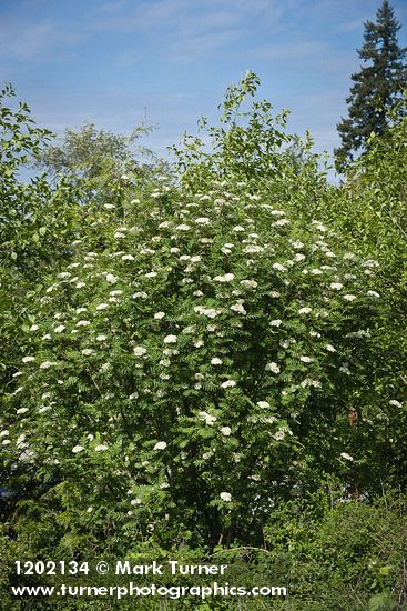 European Mountain-ash