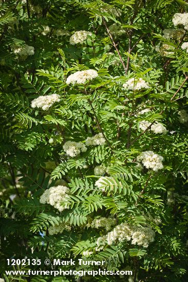 European Mountain-ash blossoms & foliage