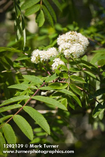 European Mountain-ash blossoms & foliage