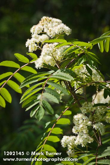 European Mountain-ash blossoms & foliage