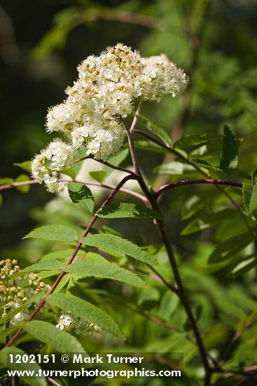European Mountain-ash blossoms & foliage