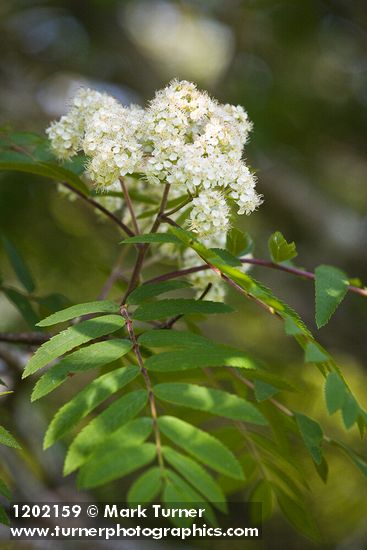 European Mountain-ash blossoms & foliage