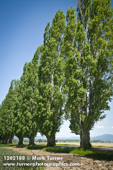 Lombardy Poplars