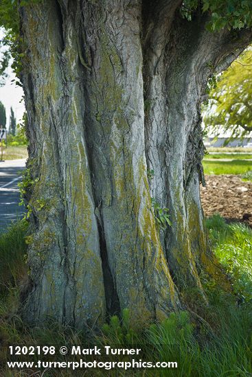 Lombardy Poplar trunk