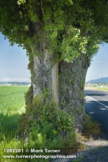 Lombardy Poplar trunk