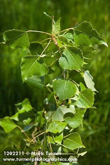 Lombardy Poplar foliage