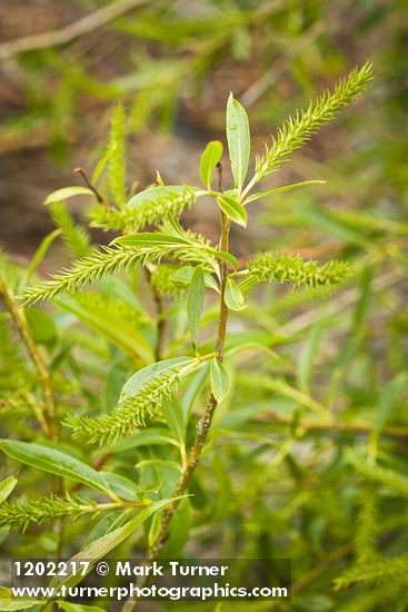 Pacific Willow female catkins among foliage