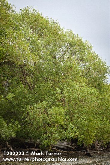 Pacific Willow