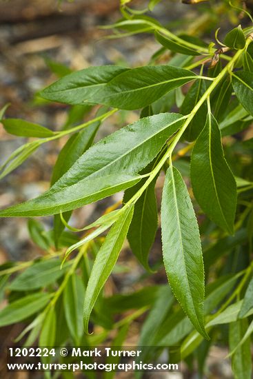 Pacific Willow foliage detail