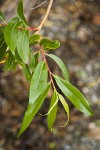 Pacific Willow foliage