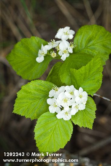 Fleshy Hawthorn blossoms & foliage