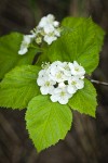 Fleshy Hawthorn blossoms & foliage