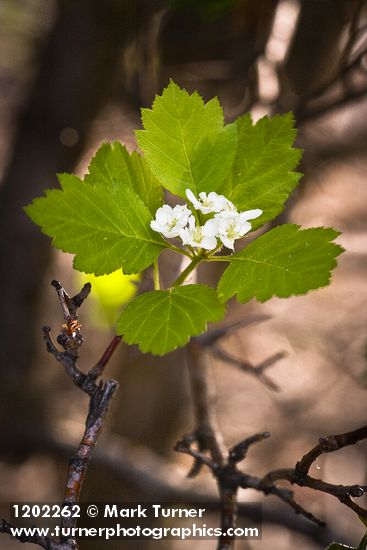 Okanagan Valley Hawthorn blossoms & foliage