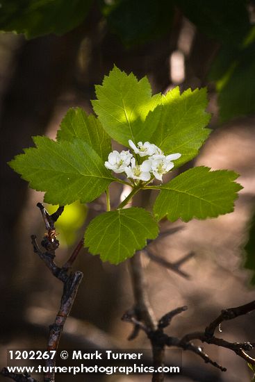 Okanagan Valley Hawthorn blossoms & foliage