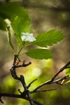 Okanagan Valley Hawthorn blossoms & foliage