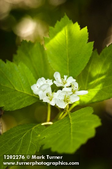 Okanagan Valley Hawthorn blossoms & foliage
