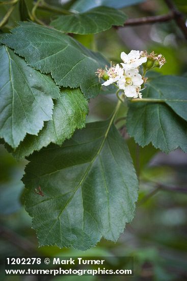 Phipps' Hawthorn blossoms & foliage