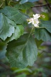 Phipps' Hawthorn blossoms & foliage