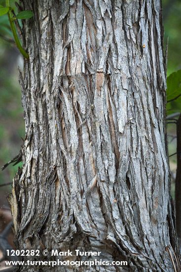 Phipps' Hawthorn bark