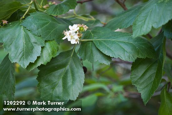 Phipps' Hawthorn blossoms & foliage