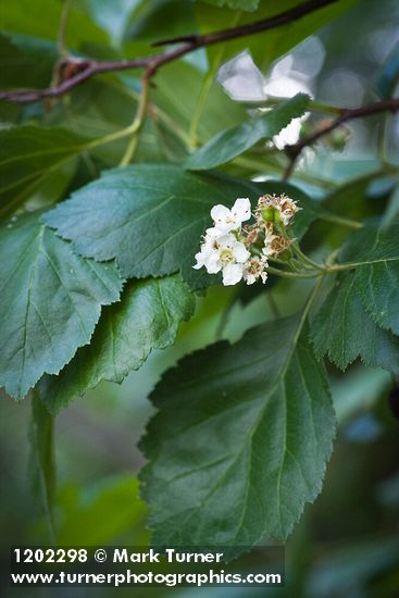 Phipps' Hawthorn blossoms & foliage