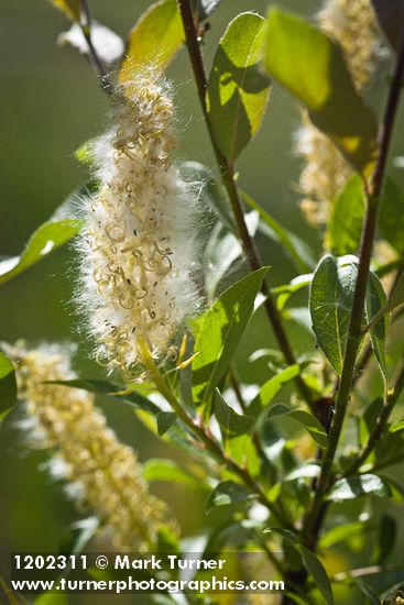 McCalla's willow female catkin (fruiting) & foliage detail