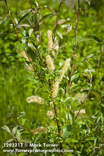 McCalla's willow female catkin (fruiting) & foliage