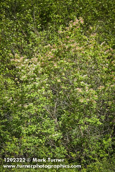 Tatarian Honeysuckle