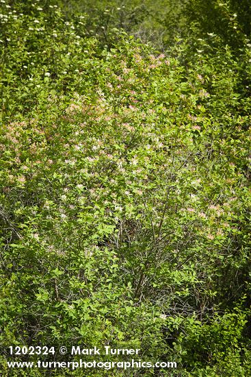 Tatarian Honeysuckle