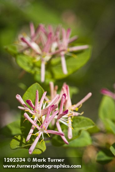 Tatarian Honeysuckle blossoms & foliage detail