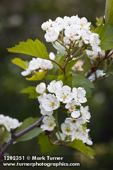 Piper's Hawthorn blossoms & foliage