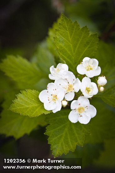 Piper's Hawthorn blossoms & foliage detail