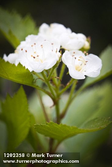 Piper's Hawthorn blossoms & foliage detail