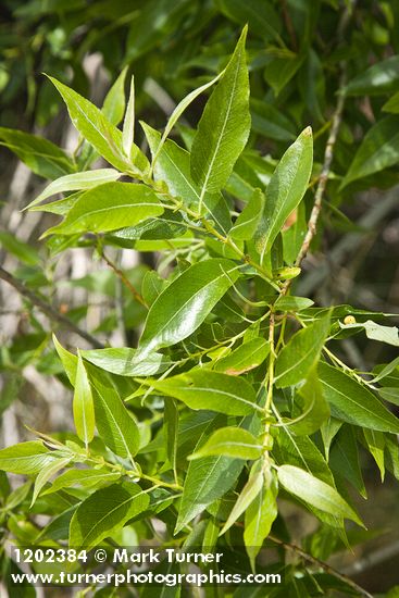 MacKenzie's Willow foliage