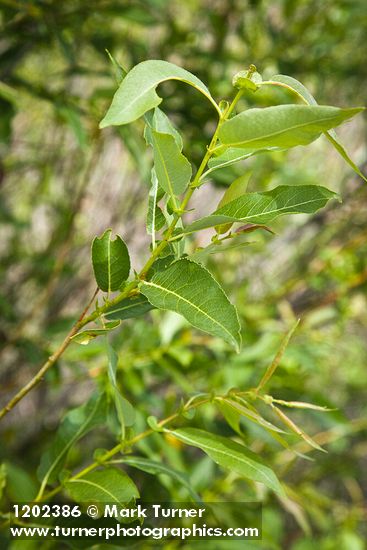 MacKenzie's Willow foliage