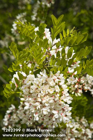 Black Locust blossoms & foliage