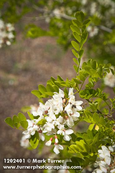Black Locust blossoms & foliage
