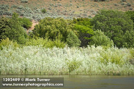 Columbia River Willows on bank of Deschutes River