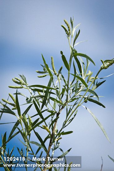 Columbia River Willow male catkins among foliage